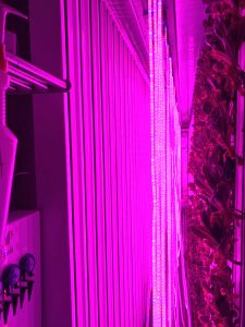 LED grow lights & grow racks