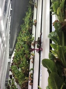 Vertical grow rack system