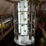 Hydroponic tomato grow tower