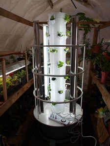 Hydroponic tomato grow tower