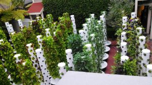 Our tomato hydroponic grow containers