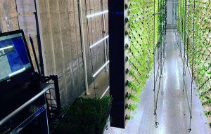 Our tomato hydroponic grow containers